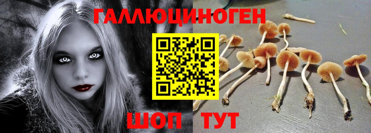 Псилоцибиновые грибы Psilocybine cubensis Севастополь